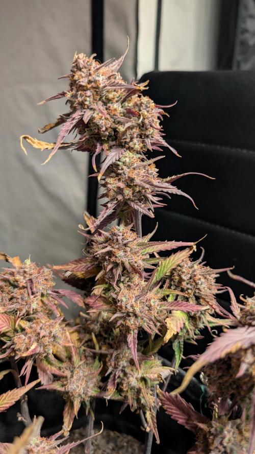 Fastbuds Collabo Run. Week 10