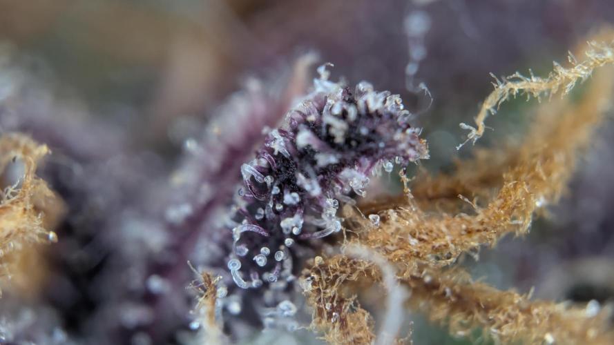 Fastbuds Collabo Run. Week 10