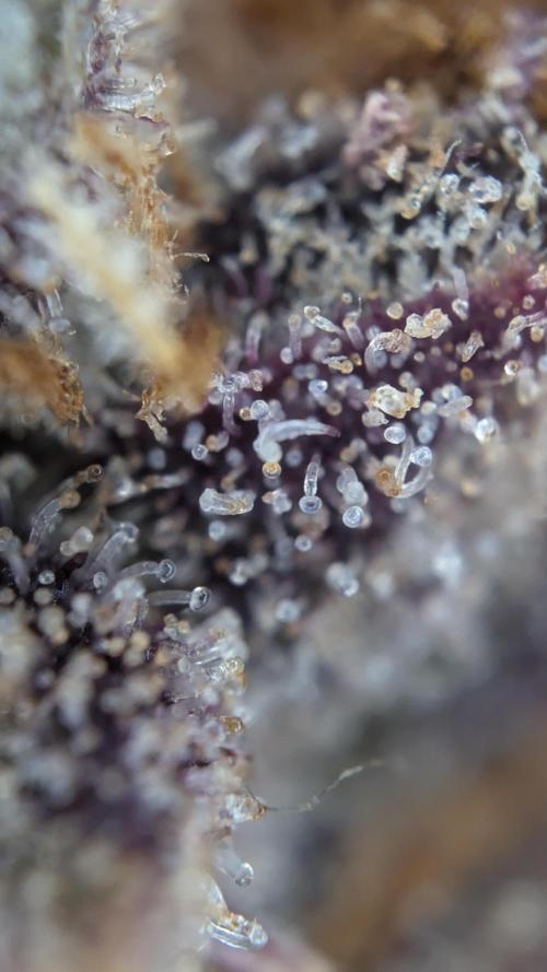 Fastbuds Collabo Run. Week 10