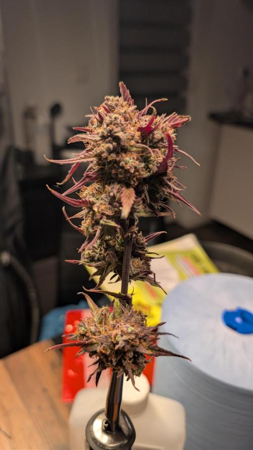 Fastbuds Collabo Run. Week 10