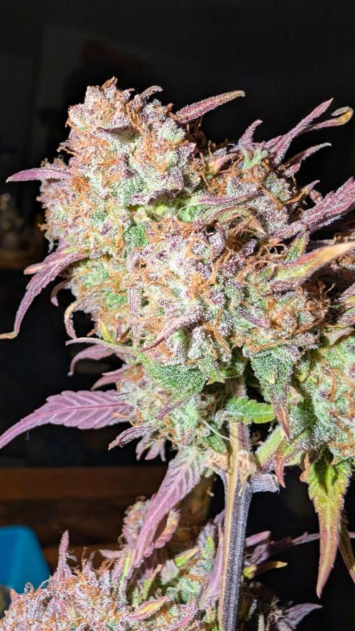 Fastbuds Collabo Run. Week 10