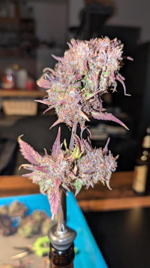 Fastbuds Collabo Run. Week 10