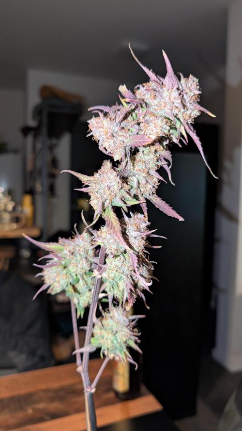 Fastbuds Collabo Run. Week 10