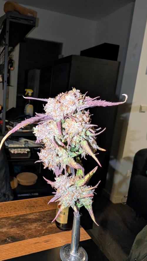 Fastbuds Collabo Run. Week 10