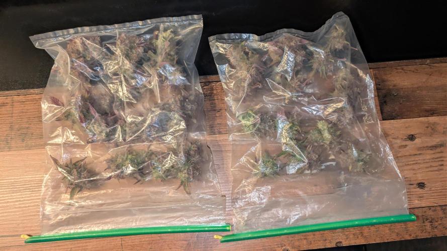 Fastbuds Collabo Run. Week 10