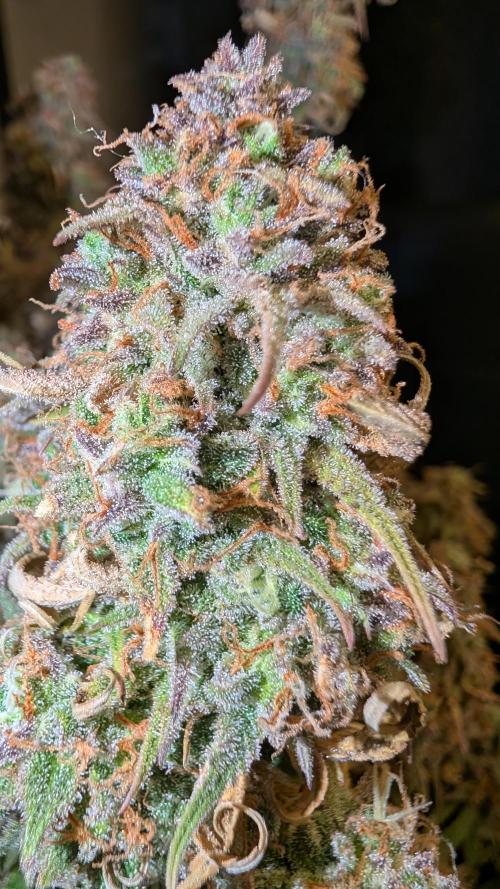 Fastbuds Collabo Run. Week 10