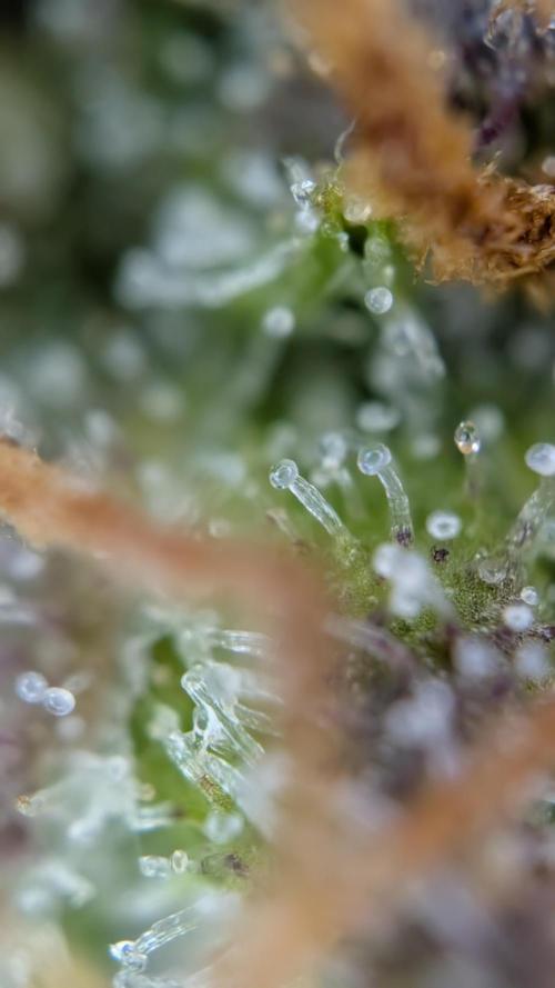 Fastbuds Collabo Run. Week 10