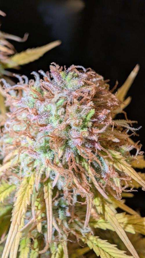 Fastbuds Collabo Run. Week 10