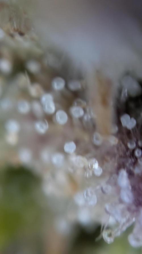 Fastbuds Collabo Run. Week 10