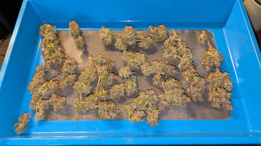 Fastbuds Collabo Run. Week 10