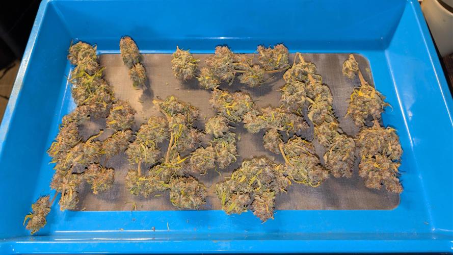 Fastbuds Collabo Run. Week 10