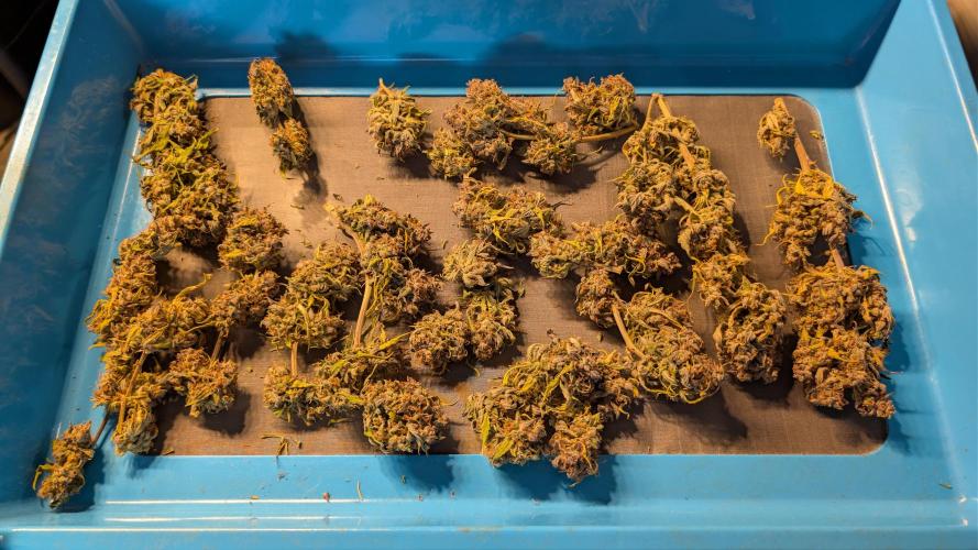 Fastbuds Collabo Run. Week 10