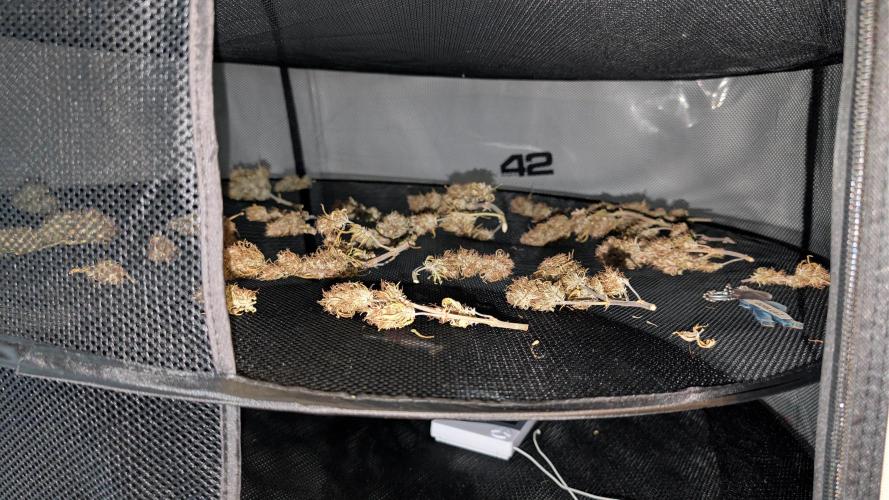 Fastbuds Collabo Run. Week 10