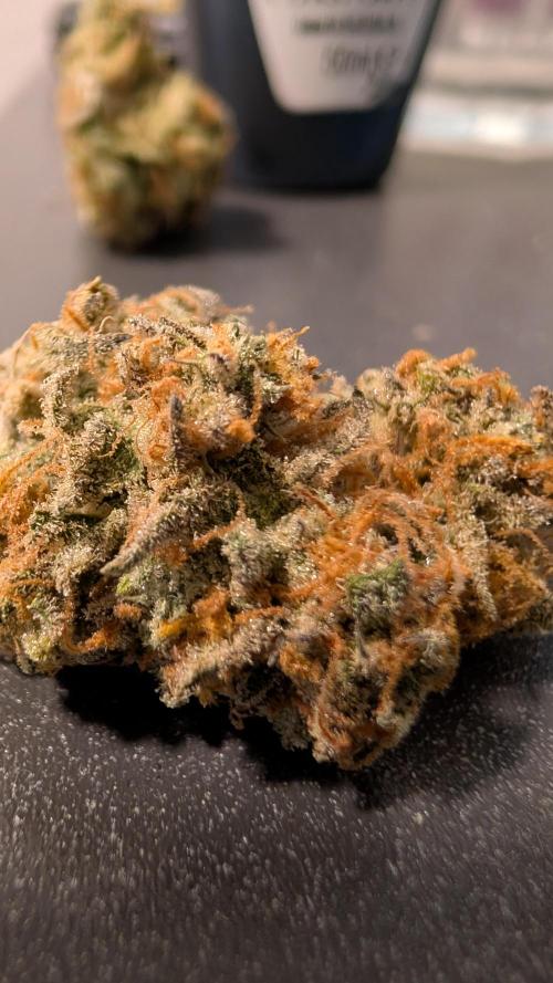 Fastbuds Collabo Run. Week 10