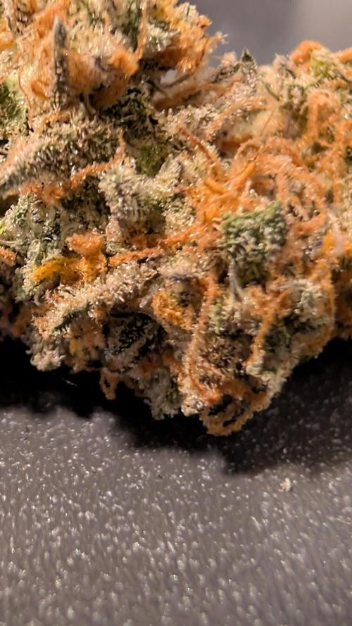 Fastbuds Collabo Run. Week 10