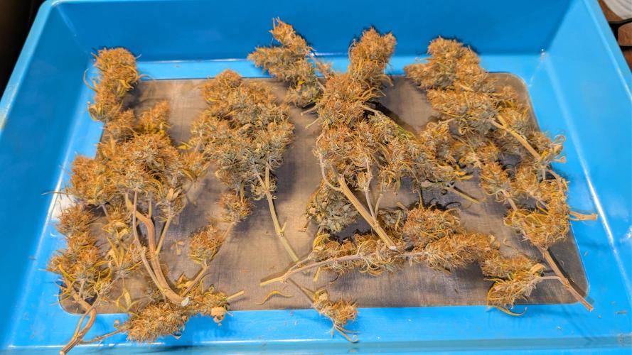 Fastbuds Collabo Run. Week 10