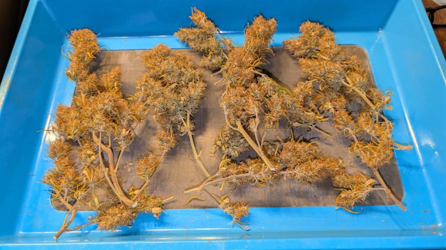 Fastbuds Collabo Run. Week 10