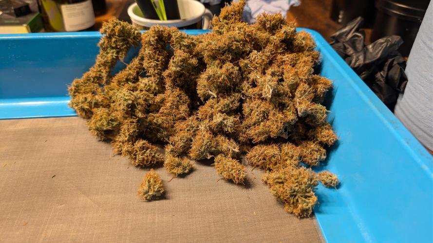 Fastbuds Collabo Run. Week 10