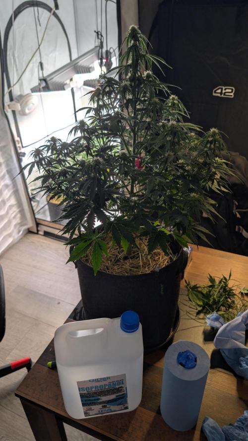 Last Auto Run. Week 7