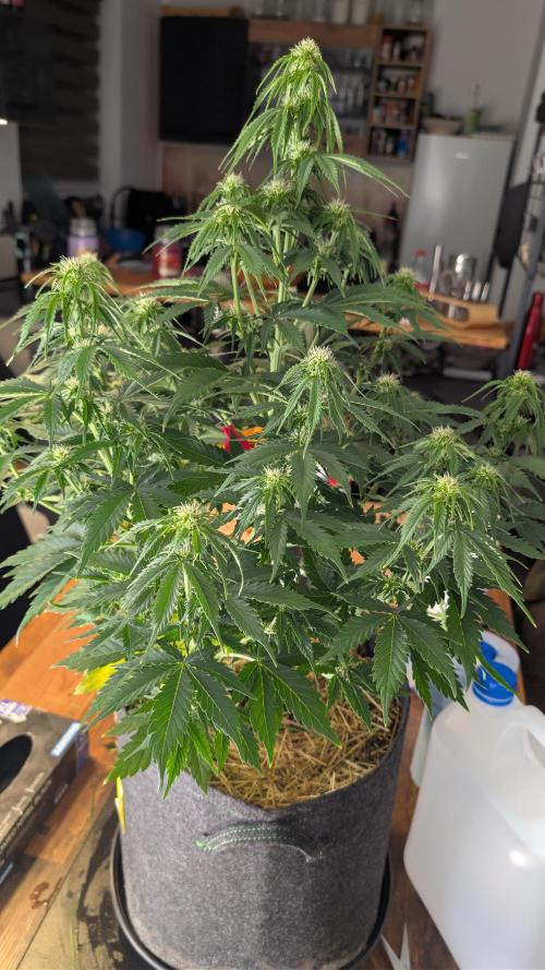 Last Auto Run. Week 7