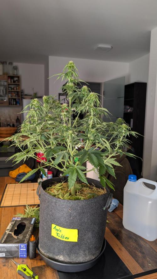 Last Auto Run. Week 7