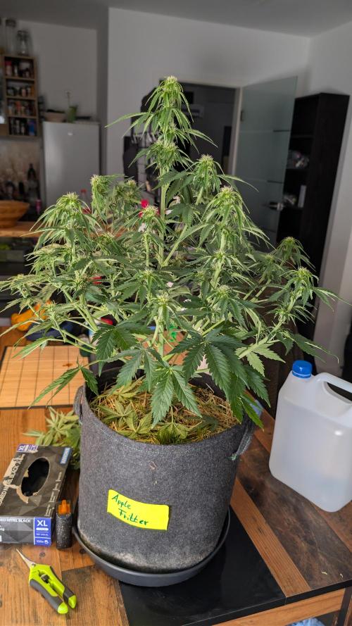 Last Auto Run. Week 7