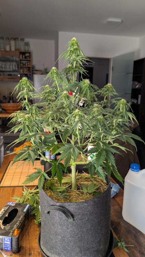 Last Auto Run. Week 7