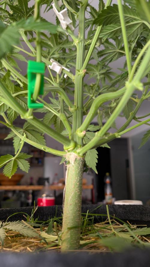 Last Auto Run. Week 7