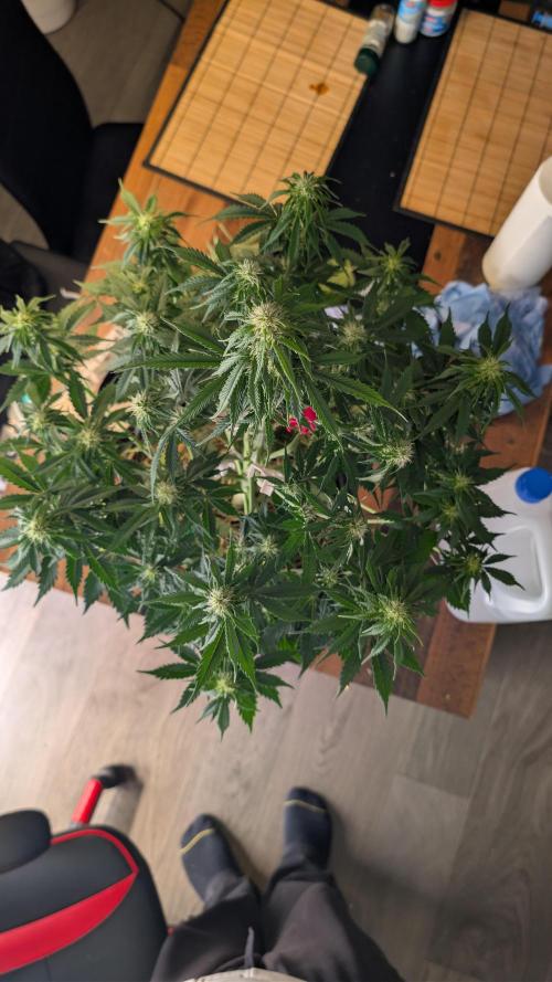 Last Auto Run. Week 7