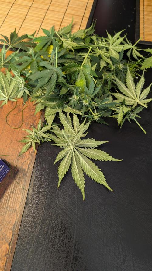 Last Auto Run. Week 7