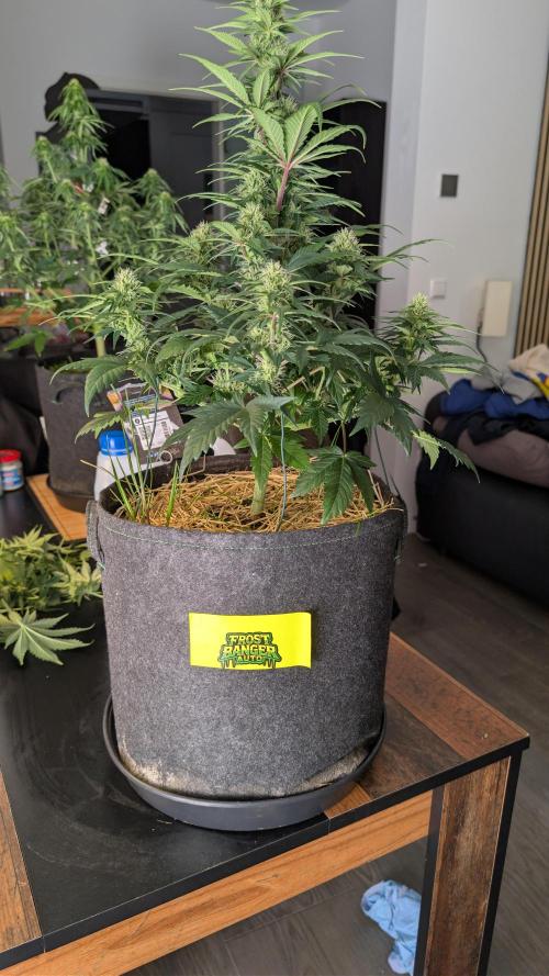 Last Auto Run. Week 7