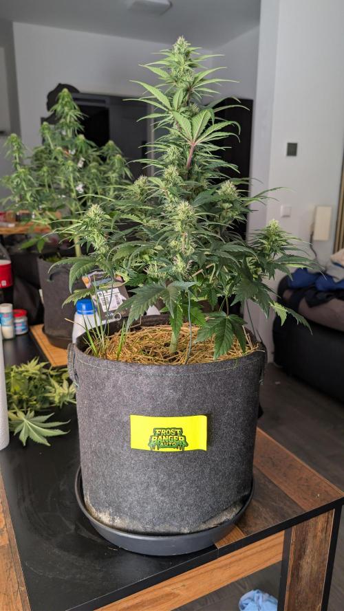 Last Auto Run. Week 7