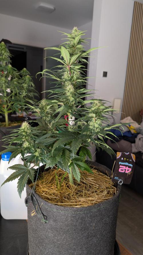 Last Auto Run. Week 7