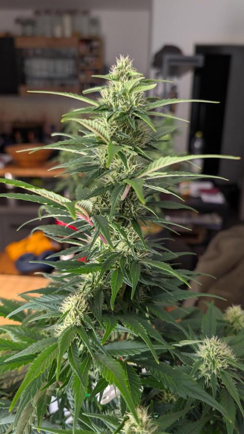 Last Auto Run. Week 7