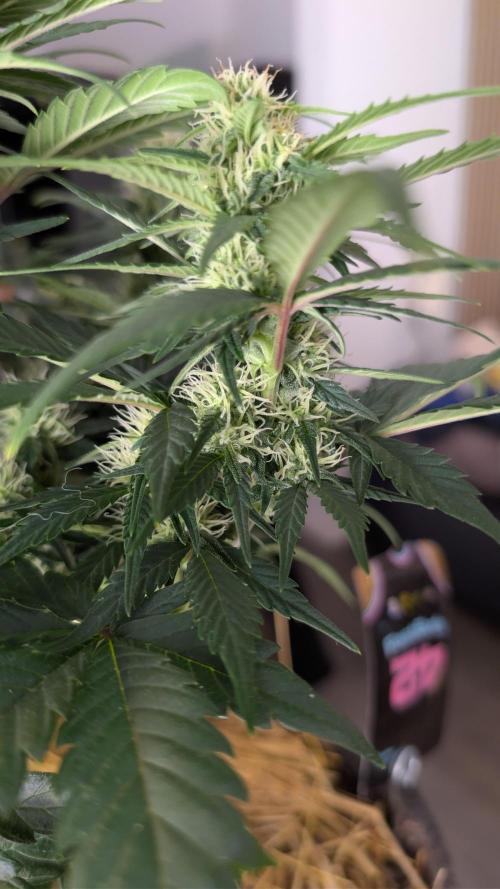 Last Auto Run. Week 7