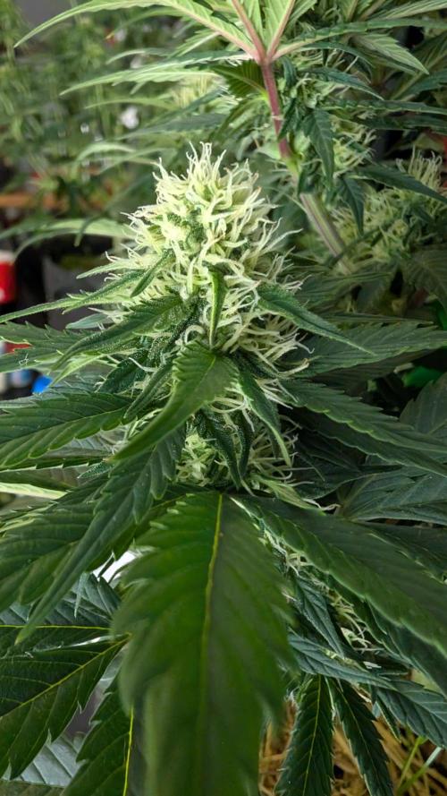 Last Auto Run. Week 7