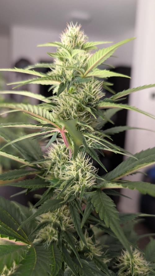 Last Auto Run. Week 7