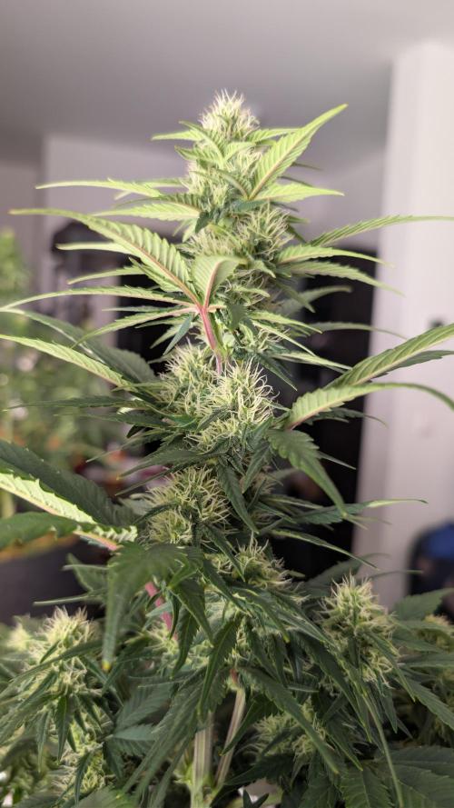 Last Auto Run. Week 7