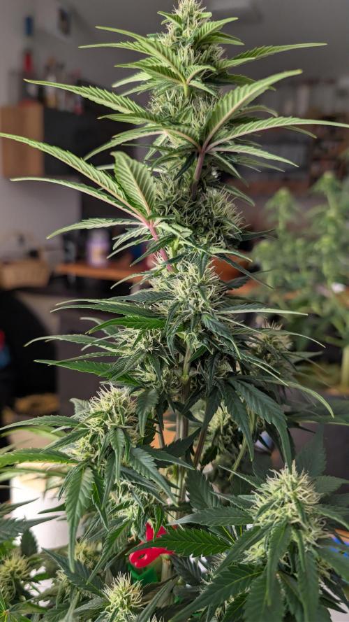 Last Auto Run. Week 7