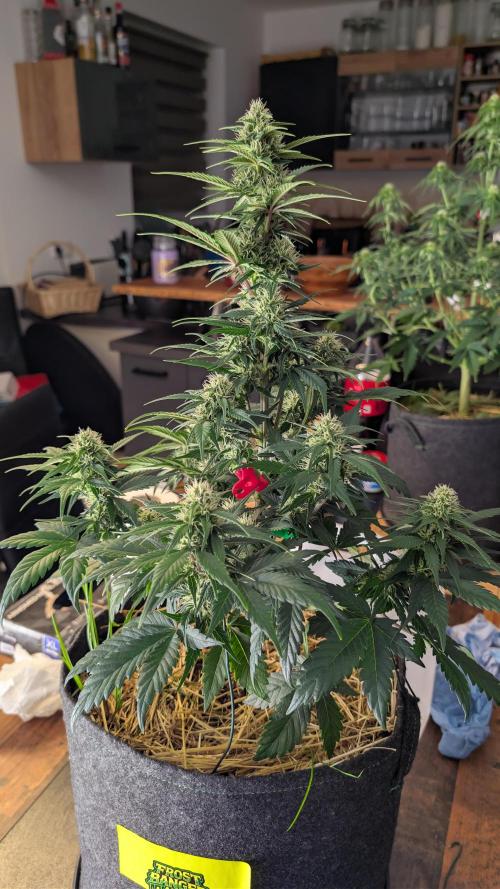 Last Auto Run. Week 7