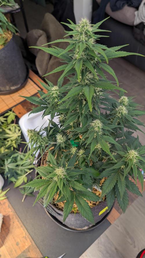 Last Auto Run. Week 7