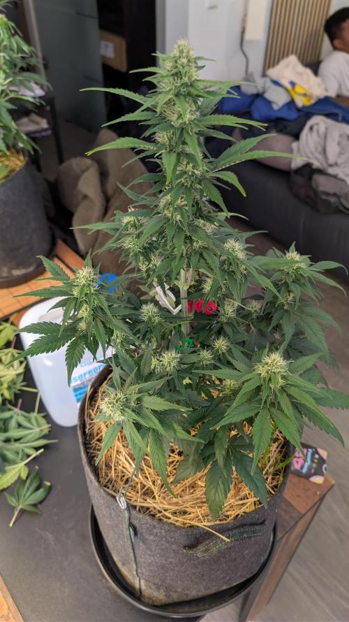 Last Auto Run. Week 7