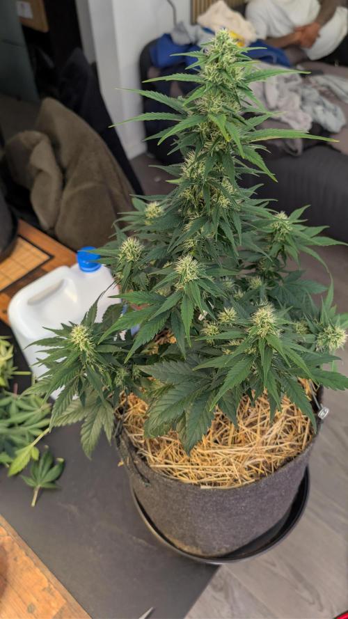 Last Auto Run. Week 7