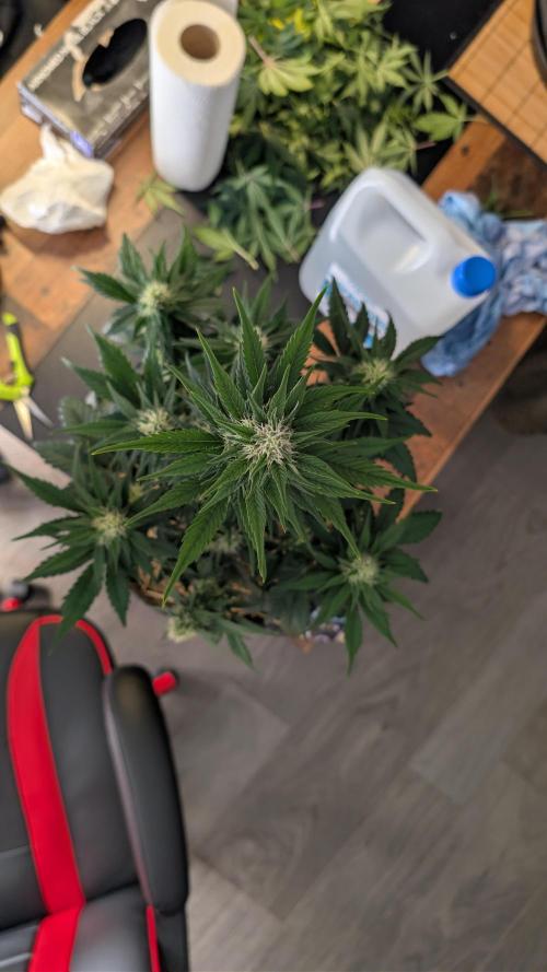 Last Auto Run. Week 7