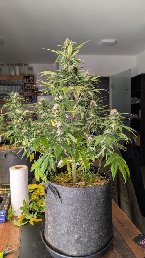 Last Auto Run. Week 7