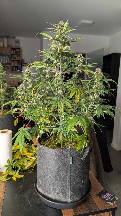 Last Auto Run. Week 7