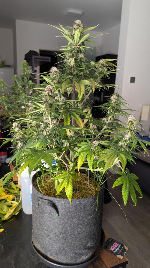 Last Auto Run. Week 7