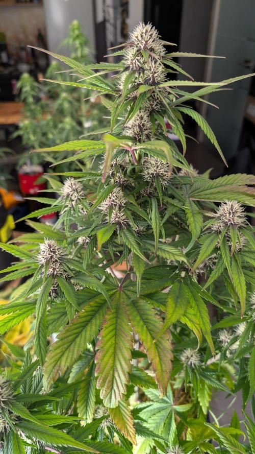 Last Auto Run. Week 7