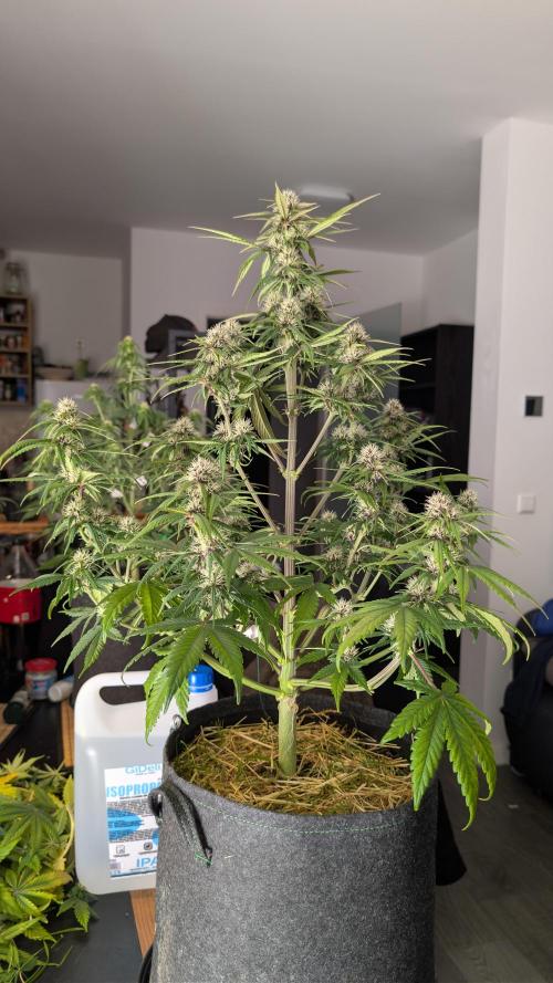 Last Auto Run. Week 7