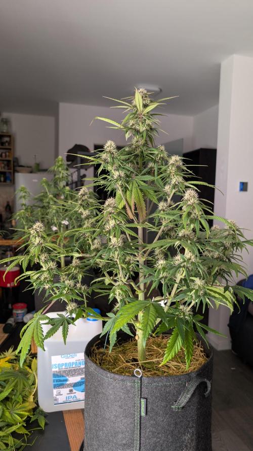 Last Auto Run. Week 7